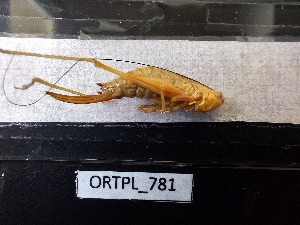  (Conocephalus dorsalis - ORTPL_781)  @11 [ ] CreativeCommons Attribution (2024) Dept Invertebrate Zoology and Hydrobiology, University of Lodz University of Lodz