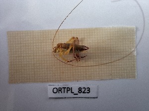  ( - ORTPL_823)  @11 [ ] CreativeCommons Attribution (2024) Dept Invertebrate Zoology and Hydrobiology, University of Lodz University of Lodz