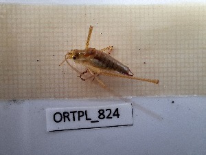  ( - ORTPL_824)  @11 [ ] CreativeCommons Attribution (2024) Dept Invertebrate Zoology and Hydrobiology, University of Lodz University of Lodz