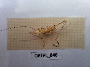  ( - ORTPL_846)  @11 [ ] CreativeCommons Attribution (2024) Dept Invertebrate Zoology and Hydrobiology, University of Lodz University of Lodz