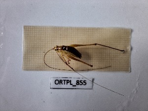  ( - ORTPL_855)  @11 [ ] CreativeCommons Attribution (2024) Dept Invertebrate Zoology and Hydrobiology, University of Lodz University of Lodz