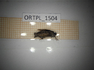  ( - ORTPL_1504)  @11 [ ] CreativeCommons Attribution (2057) Dept Invertebrate Zoology and Hydrobiology, University of Lodz University of Lodz