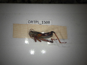  (Capraiuscola - ORTPL_1508)  @11 [ ] CreativeCommons Attribution (2061) Dept Invertebrate Zoology and Hydrobiology, University of Lodz University of Lodz