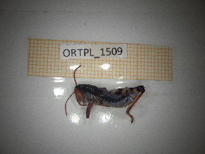  ( - ORTPL_1509)  @11 [ ] CreativeCommons Attribution (2062) Dept Invertebrate Zoology and Hydrobiology, University of Lodz University of Lodz