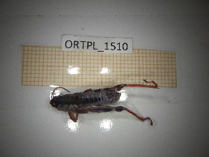  ( - ORTPL_1510)  @11 [ ] CreativeCommons Attribution (2063) Dept Invertebrate Zoology and Hydrobiology, University of Lodz University of Lodz