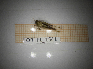  ( - ORTPL_1541)  @11 [ ] CreativeCommons Attribution (2094) Dept Invertebrate Zoology and Hydrobiology, University of Lodz University of Lodz