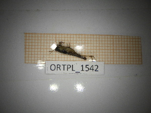  ( - ORTPL_1542)  @11 [ ] CreativeCommons Attribution (2095) Dept Invertebrate Zoology and Hydrobiology, University of Lodz University of Lodz