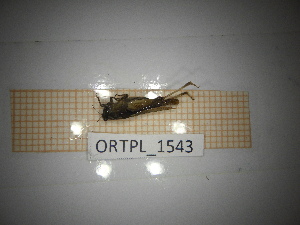  ( - ORTPL_1543)  @11 [ ] CreativeCommons Attribution (2096) Dept Invertebrate Zoology and Hydrobiology, University of Lodz University of Lodz
