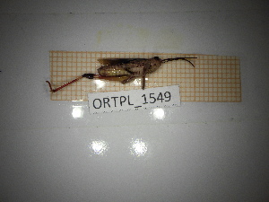  ( - ORTPL_1549)  @11 [ ] CreativeCommons Attribution (2102) Dept Invertebrate Zoology and Hydrobiology, University of Lodz University of Lodz