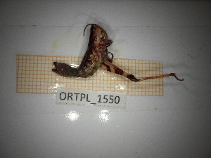  ( - ORTPL_1550)  @11 [ ] CreativeCommons Attribution (2103) Dept Invertebrate Zoology and Hydrobiology, University of Lodz University of Lodz