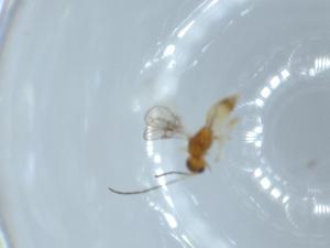  ( - BIOUG53378-H11)  @11 [ ] CreativeCommons - Attribution (2020) Centre for Biodiversity Genomics Centre for Biodiversity Genomics