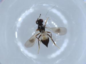  ( - BIOUG53807-F10)  @12 [ ] CreativeCommons - Attribution (2020) Centre for Biodiversity Genomics Centre for Biodiversity Genomics