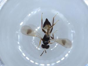  ( - BIOUG53152-D01)  @12 [ ] CreativeCommons - Attribution (2020) Centre for Biodiversity Genomics Centre for Biodiversity Genomics