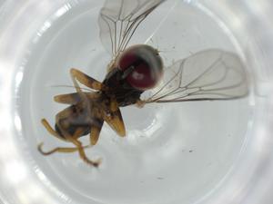  ( - BIOUG61816-A03)  @11 [ ] CreativeCommons - Attribution (2020) Centre for Biodiversity Genomics Centre for Biodiversity Genomics