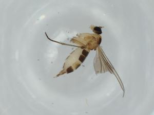  ( - BIOUG61816-E07)  @11 [ ] CreativeCommons - Attribution (2020) Centre for Biodiversity Genomics Centre for Biodiversity Genomics