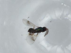  ( - BIOUG61846-H05)  @11 [ ] CreativeCommons - Attribution (2020) Centre for Biodiversity Genomics Centre for Biodiversity Genomics