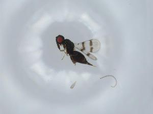  ( - BIOUG63017-D11)  @11 [ ] CreativeCommons - Attribution (2020) Centre for Biodiversity Genomics Centre for Biodiversity Genomics