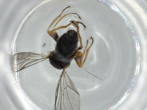  ( - BIOUG61857-H08)  @11 [ ] CreativeCommons - Attribution (2020) Centre for Biodiversity Genomics Centre for Biodiversity Genomics