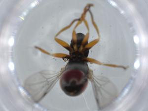  ( - BIOUG63034-B11)  @11 [ ] CreativeCommons - Attribution (2020) Centre for Biodiversity Genomics Centre for Biodiversity Genomics