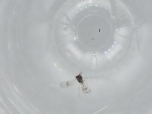  ( - BIOUG63042-G12)  @11 [ ] CreativeCommons - Attribution (2020) Centre for Biodiversity Genomics Centre for Biodiversity Genomics