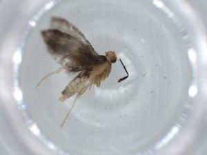  ( - BIOUG63067-B10)  @11 [ ] CreativeCommons - Attribution (2020) Centre for Biodiversity Genomics Centre for Biodiversity Genomics