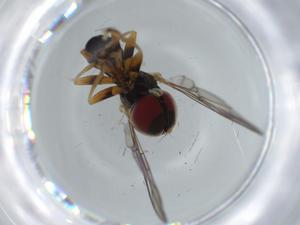  ( - BIOUG61563-A09)  @11 [ ] CreativeCommons - Attribution (2020) Centre for Biodiversity Genomics Centre for Biodiversity Genomics