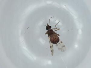  ( - BIOUG61944-B11)  @11 [ ] CreativeCommons - Attribution (2020) Centre for Biodiversity Genomics Centre for Biodiversity Genomics