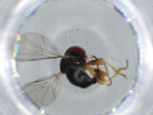  ( - BIOUG61945-C08)  @11 [ ] CreativeCommons - Attribution (2020) Centre for Biodiversity Genomics Centre for Biodiversity Genomics