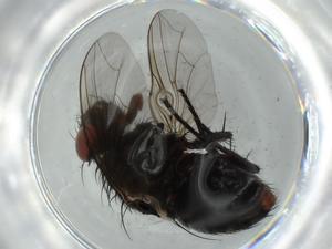  ( - BIOUG61954-H08)  @11 [ ] CreativeCommons - Attribution (2020) Centre for Biodiversity Genomics Centre for Biodiversity Genomics