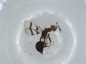  ( - BIOUG61973-D04)  @11 [ ] CreativeCommons - Attribution (2020) Centre for Biodiversity Genomics Centre for Biodiversity Genomics