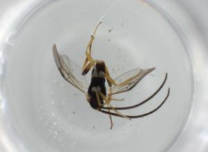  ( - BIOUG62367-A01)  @11 [ ] CreativeCommons - Attribution (2020) Centre for Biodiversity Genomics Centre for Biodiversity Genomics