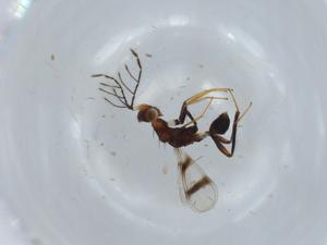  ( - BIOUG62370-D06)  @11 [ ] CreativeCommons - Attribution (2020) Centre for Biodiversity Genomics Centre for Biodiversity Genomics