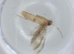  ( - BIOUG62375-G03)  @11 [ ] CreativeCommons - Attribution (2020) Centre for Biodiversity Genomics Centre for Biodiversity Genomics