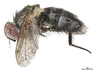  (Beskia Malaise2366 - BIOUG58189-G04)  @11 [ ] CreativeCommons - Attribution (2021) CBG Photography Group Centre for Biodiversity Genomics