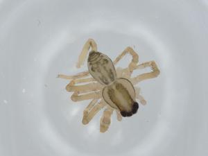  ( - BIOUG62640-E09)  @11 [ ] CreativeCommons - Attribution (2020) Centre for Biodiversity Genomics Centre for Biodiversity Genomics