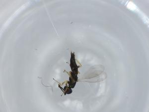  ( - BIOUG61494-H03)  @11 [ ] CreativeCommons - Attribution (2020) Centre for Biodiversity Genomics Centre for Biodiversity Genomics