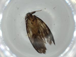  ( - BIOUG61498-D03)  @11 [ ] CreativeCommons - Attribution (2020) Centre for Biodiversity Genomics Centre for Biodiversity Genomics