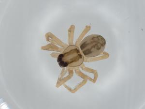  ( - BIOUG61499-F09)  @11 [ ] CreativeCommons - Attribution (2020) Centre for Biodiversity Genomics Centre for Biodiversity Genomics