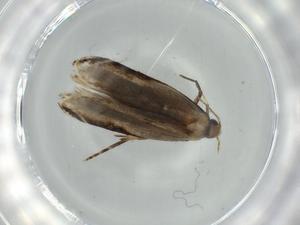  ( - BIOUG62055-A03)  @11 [ ] CreativeCommons - Attribution (2020) Centre for Biodiversity Genomics Centre for Biodiversity Genomics