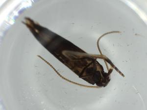  ( - BIOUG62055-A08)  @11 [ ] CreativeCommons - Attribution (2020) Centre for Biodiversity Genomics Centre for Biodiversity Genomics