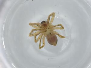  ( - BIOUG62062-D01)  @11 [ ] CreativeCommons - Attribution (2020) Centre for Biodiversity Genomics Centre for Biodiversity Genomics