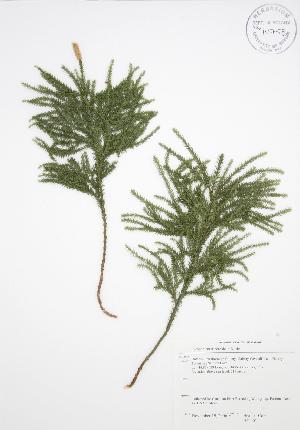  ( - HC 001)  @11 [ ] Copyright (2009) Steven Newmaster University of Guelph BIO Herbarium