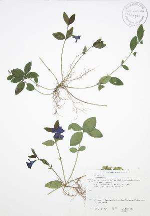  ( - HC 004)  @11 [ ] Copyright (2009) Steven Newmaster University of Guelph BIO Herbarium