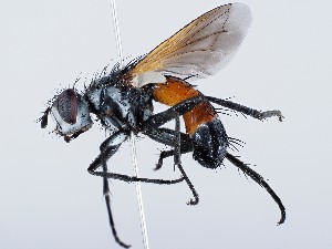  ( - ZMUO.065698)  @11 [ ] by-nc (2023) Marko Mutanen University of Oulu