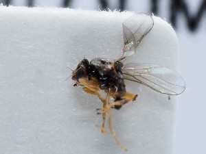  ( - ZMUO.065844)  @11 [ ] by-nc (2023) Marko Mutanen University of Oulu