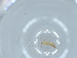  ( - BIOUG53832-F08)  @11 [ ] CreativeCommons - Attribution (2020) Centre for Biodiversity Genomics Centre for Biodiversity Genomics