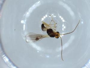  ( - BIOUG53140-D11)  @11 [ ] CreativeCommons - Attribution (2020) Centre for Biodiversity Genomics Centre for Biodiversity Genomics