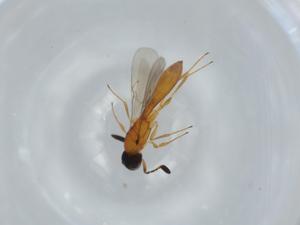  ( - BIOUG60771-E08)  @11 [ ] CreativeCommons - Attribution (2020) Centre for Biodiversity Genomics Centre for Biodiversity Genomics