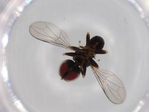  ( - BIOUG60779-E04)  @11 [ ] CreativeCommons - Attribution (2020) Centre for Biodiversity Genomics Centre for Biodiversity Genomics