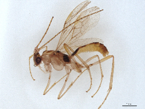  ( - BIOUG61295-C04)  @11 [ ] CreativeCommons - Attribution (2021) CBG Photography Group Centre for Biodiversity Genomics